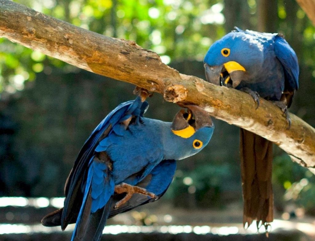Arara-azul, Aves