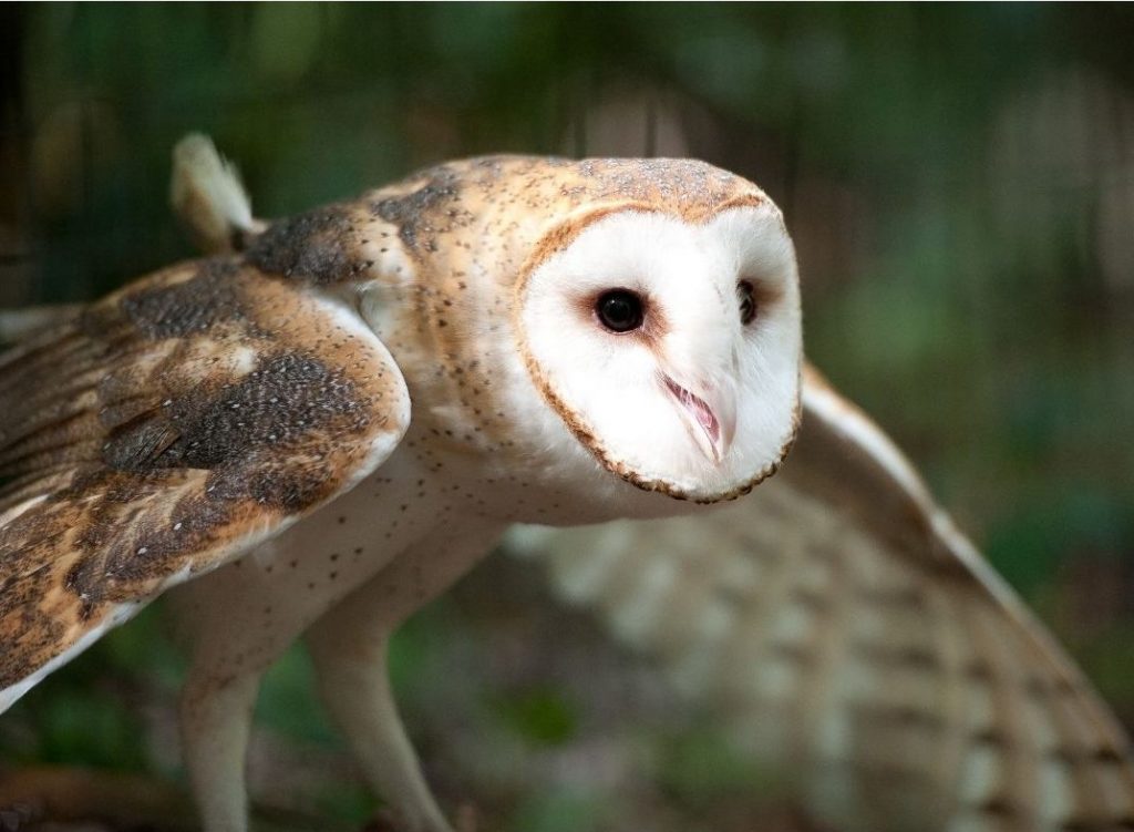 suindara-uma-das-aves-noturnas-do-parque-das-aves