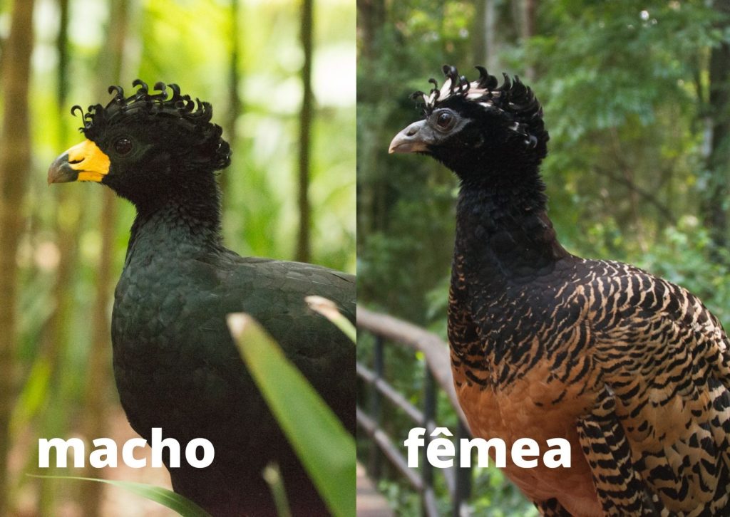 Mutum-de-penacho macho a direiaa e fêmea a esquerda