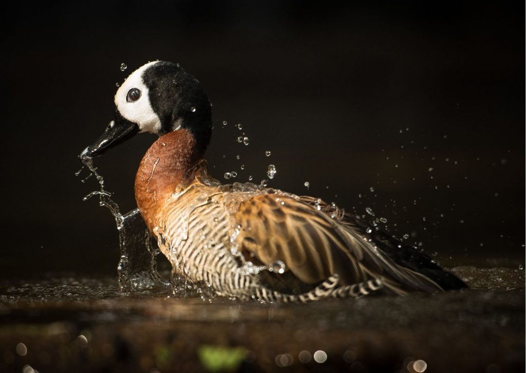 Pato de colarinho branco com plumagem marrom e preta, salpicando água enquanto se banha em um lago com iluminação suave.