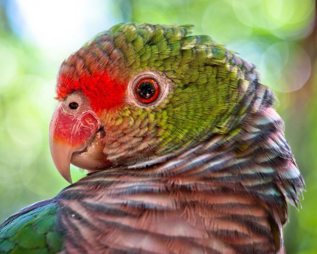 Papagaio-de-peito-roxo