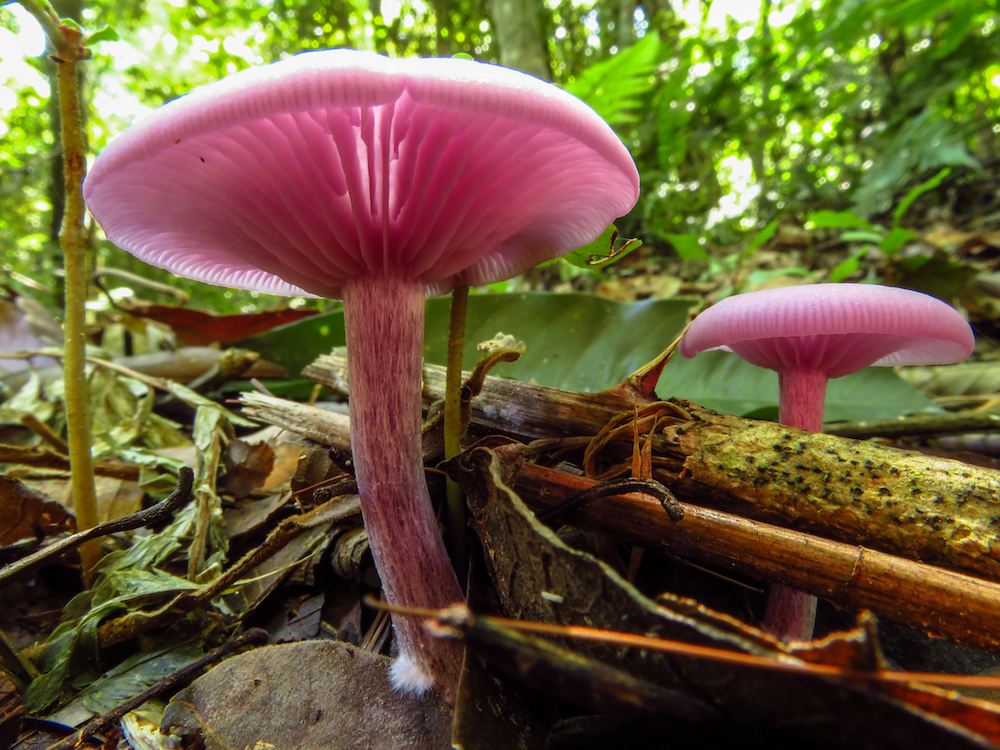 Cogumelos cor-de-rosa crescendo entre folhas secas e galhos no solo da floresta. A imagem destaca os detalhes das lamelas e do caule felpudo, evidenciando a diversidade dos fungos na natureza.