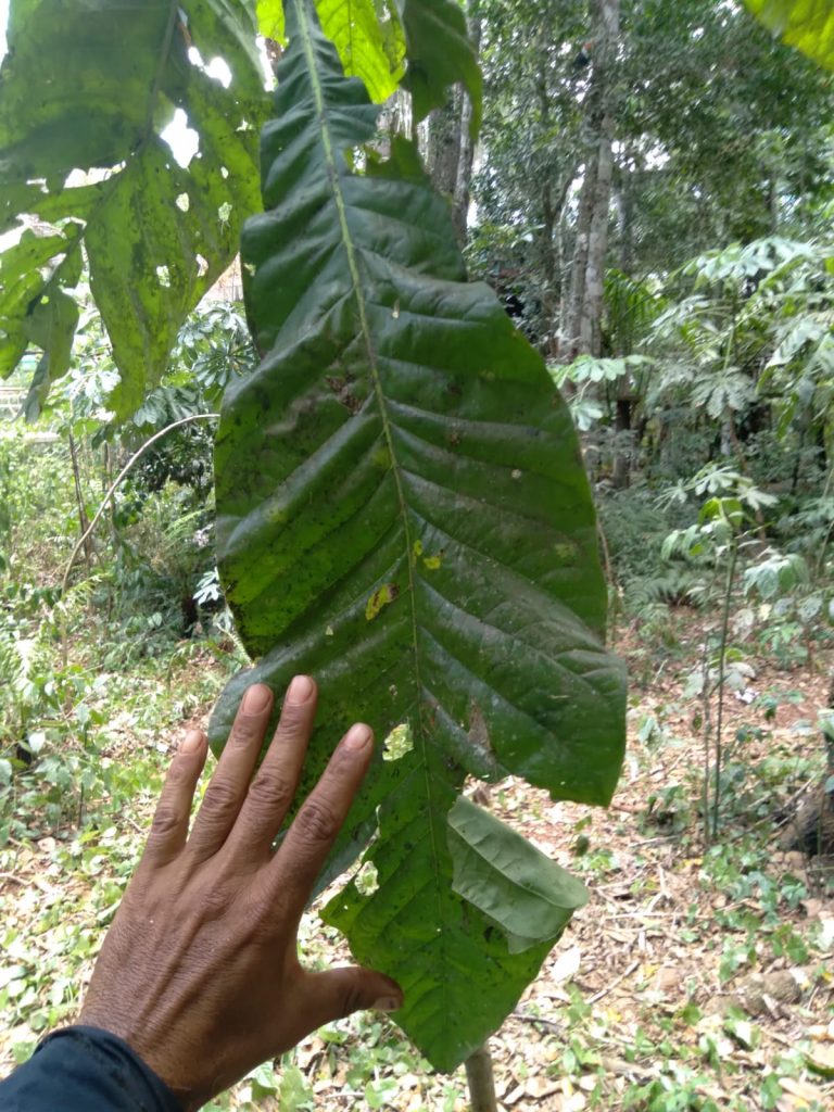 Folha grande de planta nativa da floresta comparada ao tamanho de uma mão humana. A folha verde apresenta sinais de pequenos danos e perfurações, enquanto o ambiente ao fundo mostra uma vegetação densa e típica de áreas de mata.