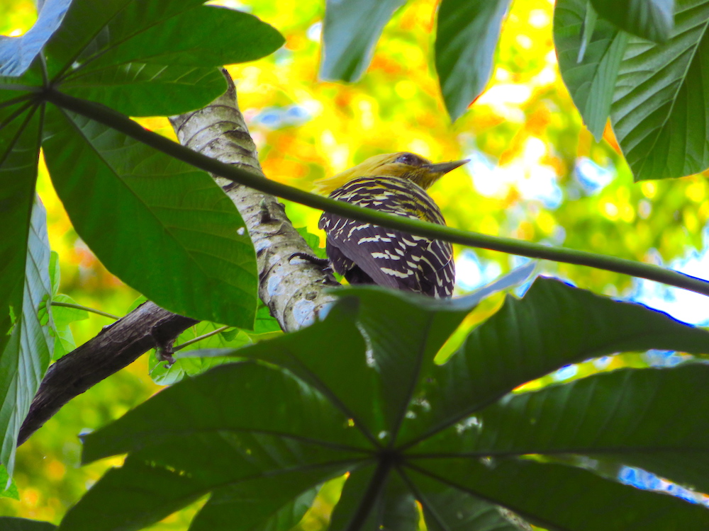 pica-pau-no-parque-das-aves-um-local-que-promove-o-turismo-ecológico