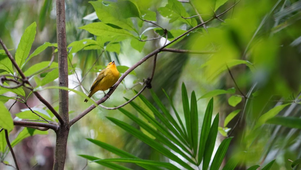 Mata Atlântica é o bioma com mais espécies de fauna e flora