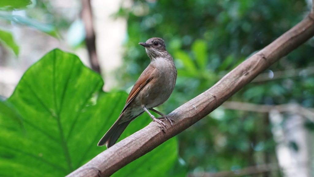 Muitas espécies da flora da Mata Atlântica estão ameaçadas de extinção. Quando isso acontece, diversos animais ficam vulneráveis, sem encontrar abrigo ou alimento.