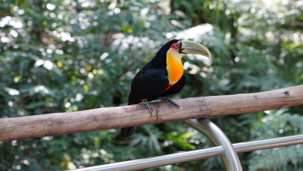 Flora da Mata Atlântica: 7 espécies que você precisa conhecer