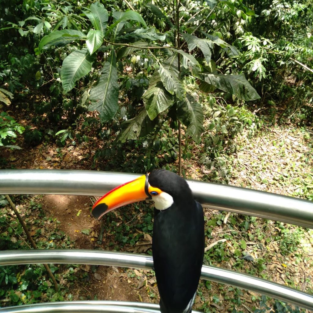 Um tucano-toco pousado em cima de um corrimão.