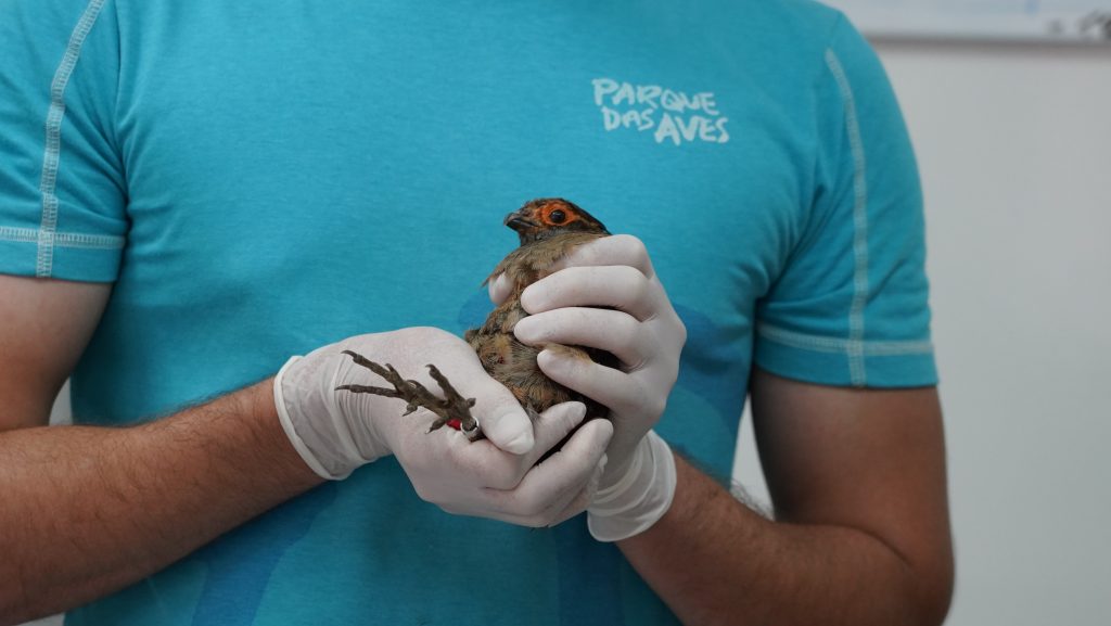 Profissional do Parque das Aves segura um uru-nordestino resgatado, com luvas brancas para correspondentes adequados.