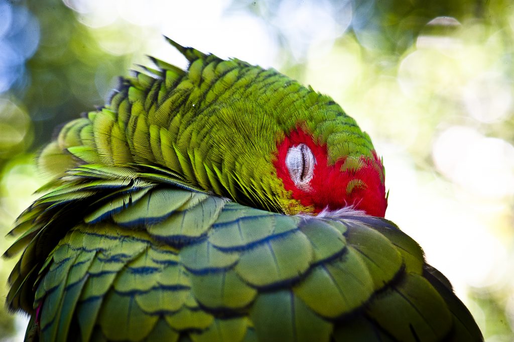 O papagaio-charão se alimenta de pinhão, semente da araucária, uma árvore que está ameaçada de extinção. Foto: Equipe do Parque das Aves.