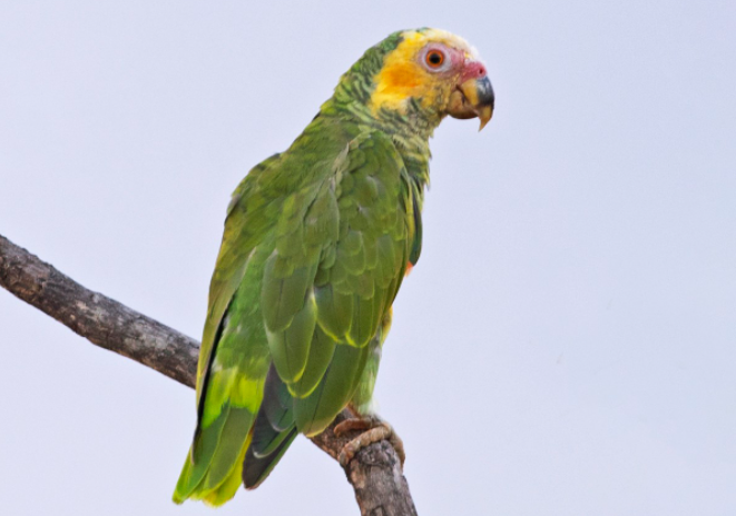 Você sabe se papagaio pode comer carambola? Descubra!