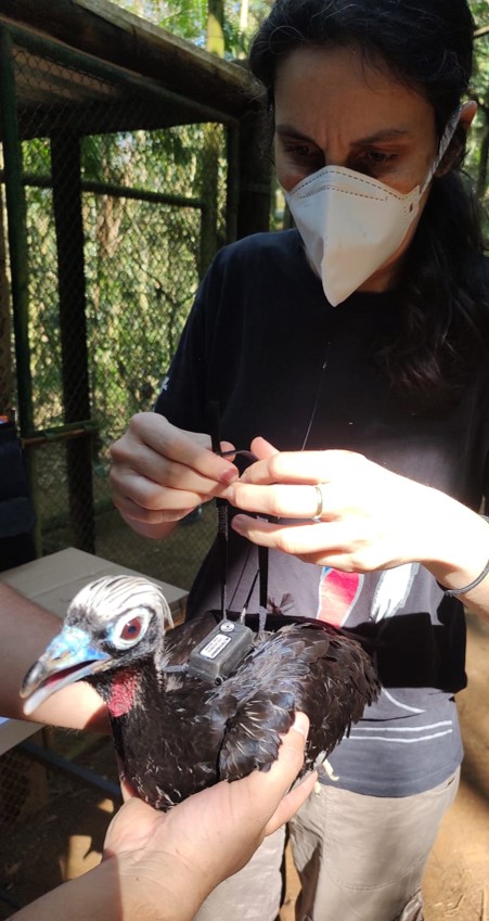 Mulher com máscara prepara-se para instalar um radiotransmissor em uma jacutinga, que está sendo segurada por outra pessoa.