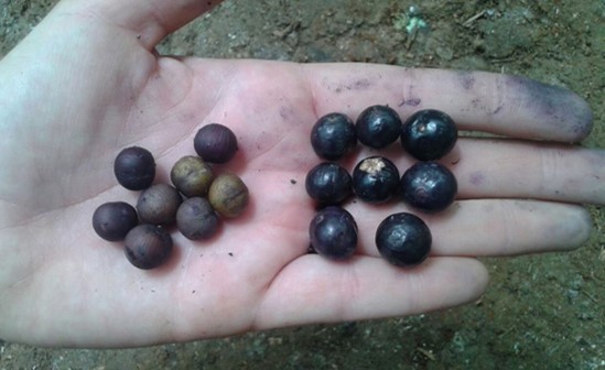 as-jacutingas-aprendem-a-reconhecer-alimentos-nativos-da-floresta-no-recinto-de-treinamento