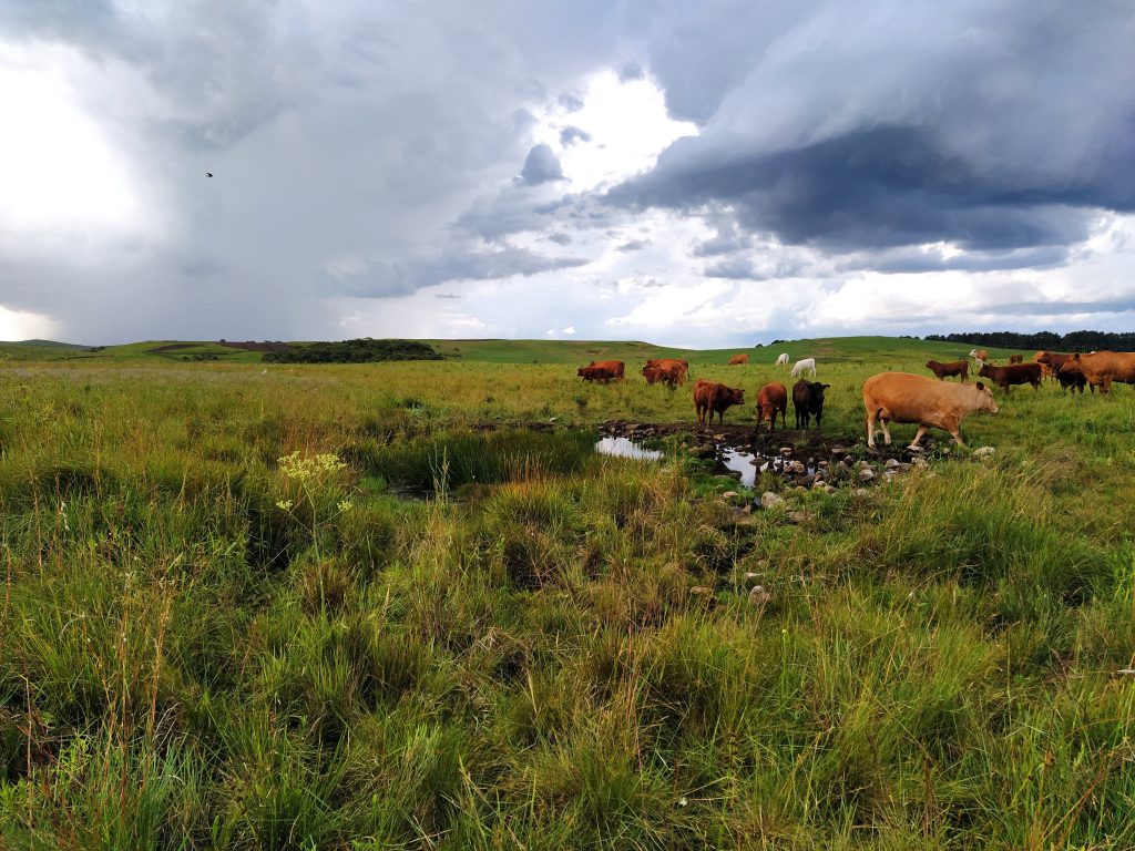 ambiente-natural-das-pererecas-em-água-doce-sc