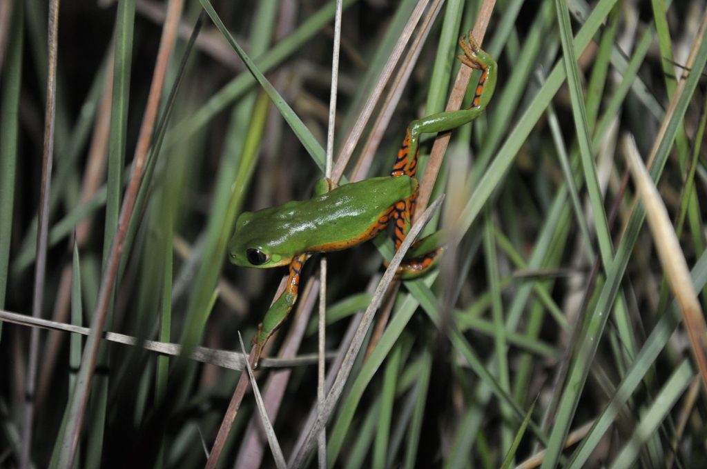 perereca-em-seu-habitat-natural