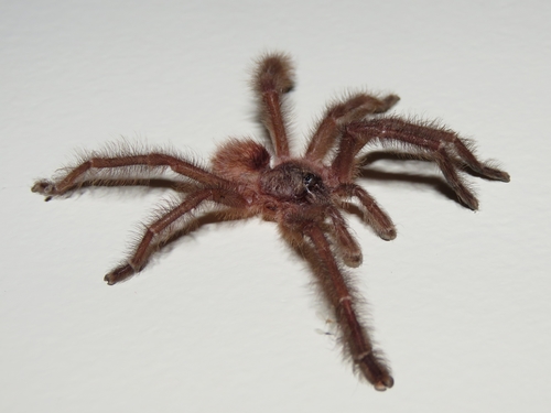 aranha com pernas peludas