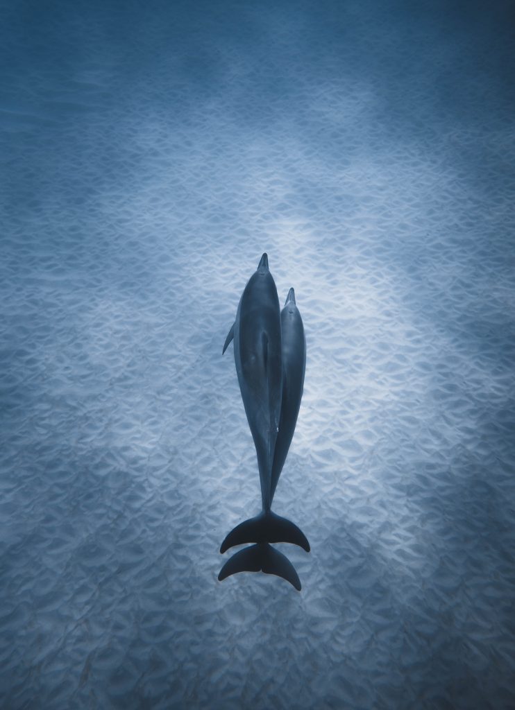 dupla-de-golfinhos-uma-das-espécies-que-forma-casais-do-mesmo-sexo-nadando-juntos
