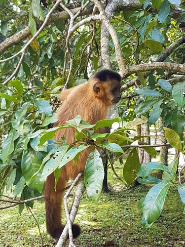 macaco-prego-amarelo-uma-das-espécies-que-apresenta-interações-homossexuais-sentado-em-uma-árvore