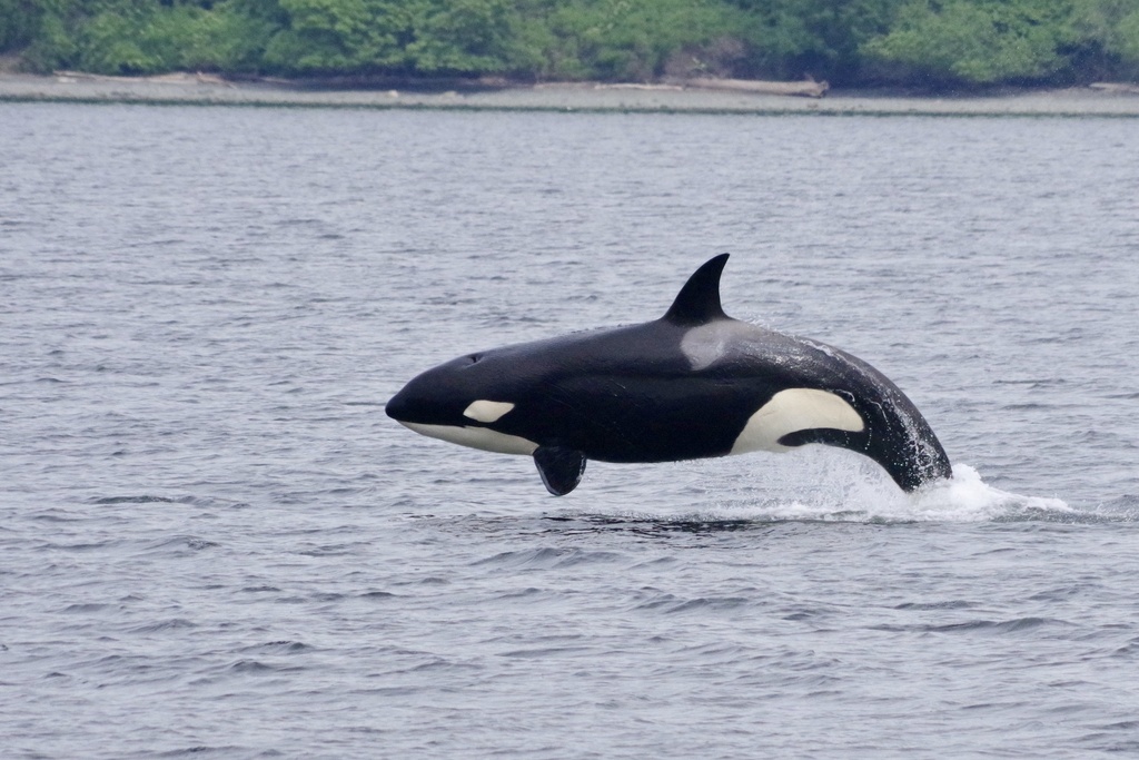 orca-um-dos-animais-que-forma-casais-do-mesmo-sexo-nadando