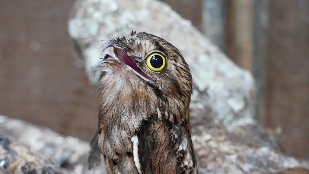 urutau-uma-das-aves-noturnas-do-parque-das-aves