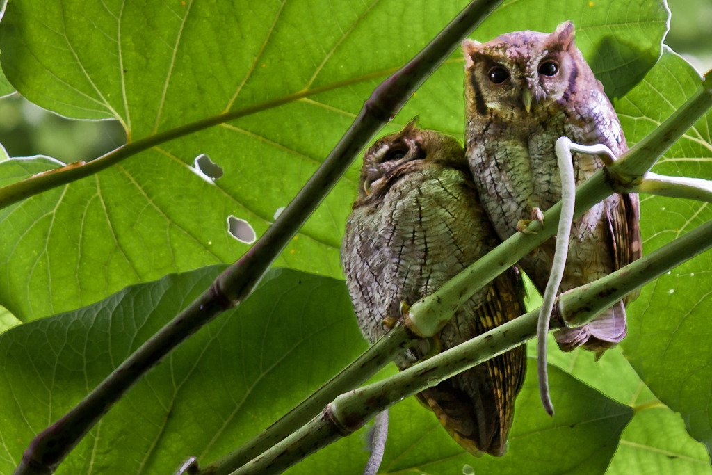 corujinha-do-mato-uma-das-aves-noturnas-do-parque-das-aves