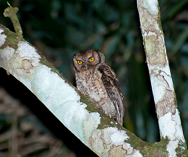 corujinha-sapo-uma-das-aves-noturnas-do-parque-das-aves