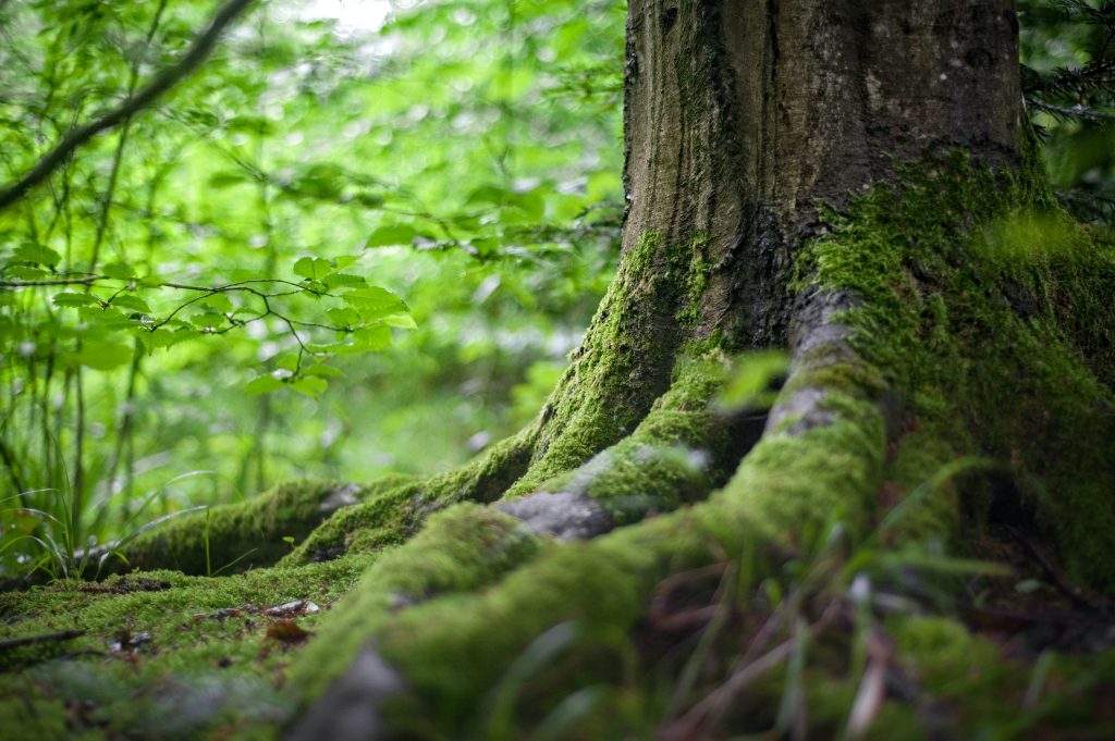 usar-o-buscador-ecosia-para-pesquisar-online-ajuda-a-proteger-as-florestas