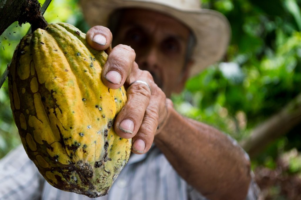 comprar-produtos-de-sistemas-agroflorestais-ajuda-a-proteger-as-florestas