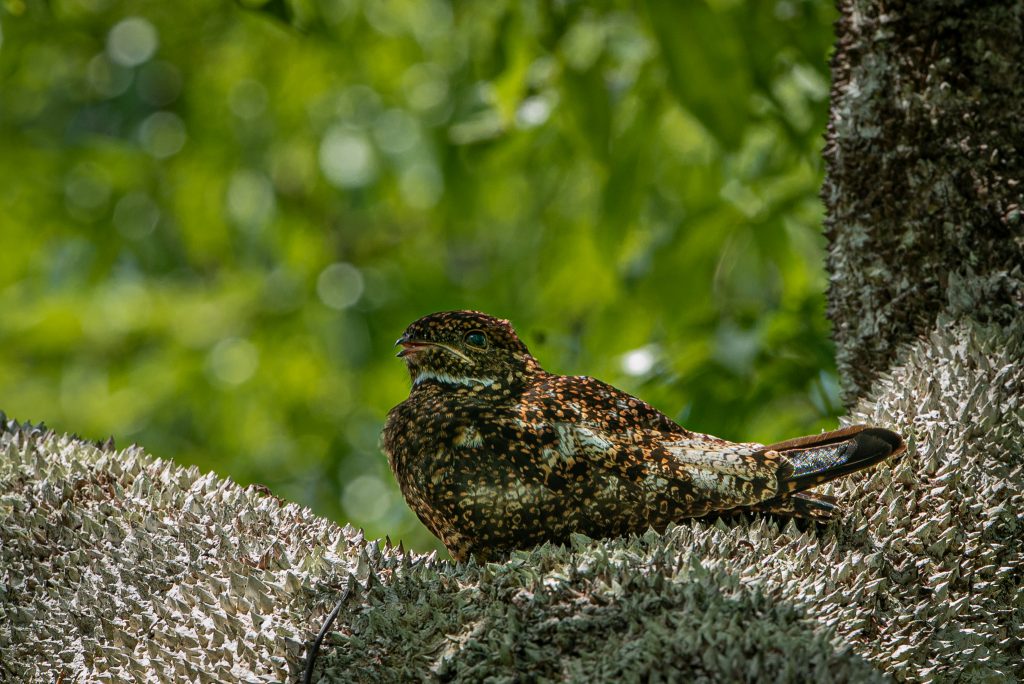 tuju-uma-das-aves-noturnas-do-parque-das-aves