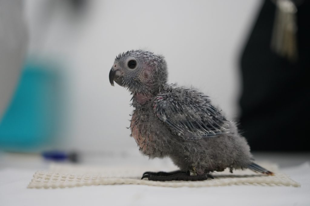 filhote de periquito cara-suja