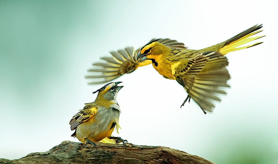 CARDEAL-AMARELO | Parque das Aves se junta ao programa de reprodução da ave