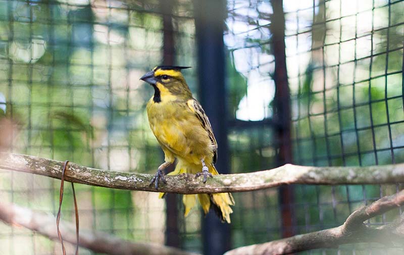 CARDEAL-AMARELO | Cardeal-amarelo, ave ameaçada de extinção, nasce no Parque das Aves