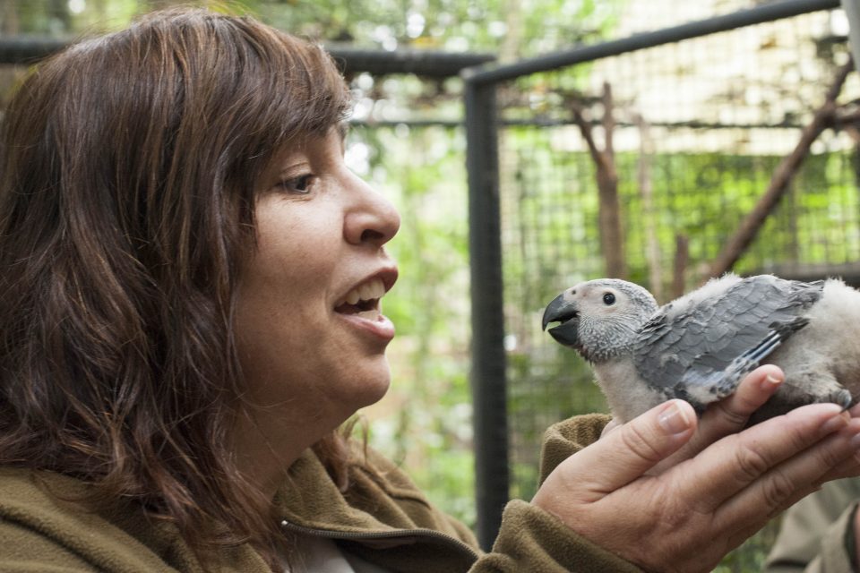 BASTIDORES DO PARQUE | Bongo celebra hoje 22 anos de muitas aventuras no Parque das Aves