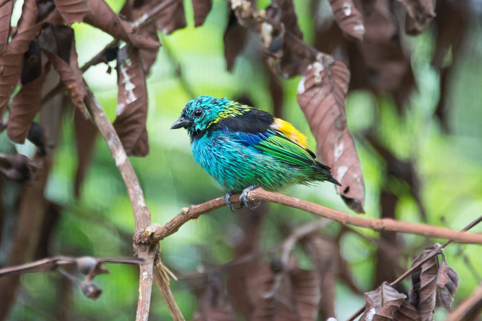 SEGUNDA-FEIRA CONTRA O TRÁFICO | Abrigo e recuperação de Passeriformes no Parque das Aves