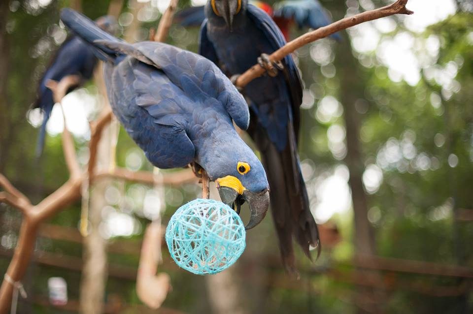 BASTIDORES DO PARQUE | Natal das Aves no Parque das Aves