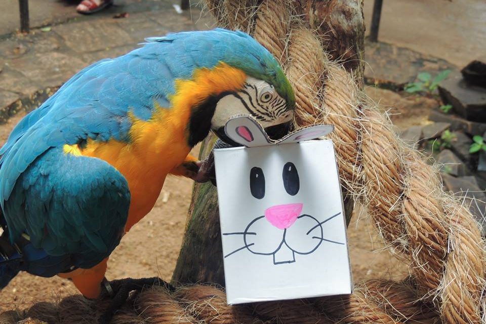 BASTIDORES DO PARQUE | Venha celebrar a Páscoa das Aves no Parque das Aves