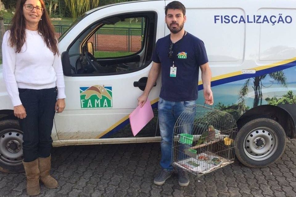 Trabalhando para salvar espécies – 1 mês de soltura de papagaios-de-peito-roxo