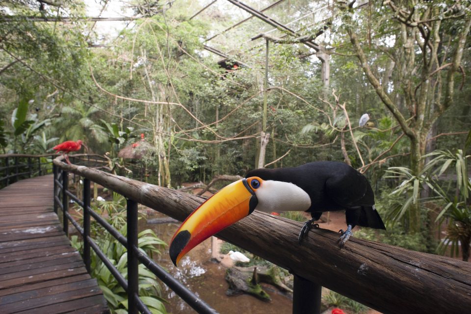 Mês de julho fecha com recorde histórico no Parque das Aves