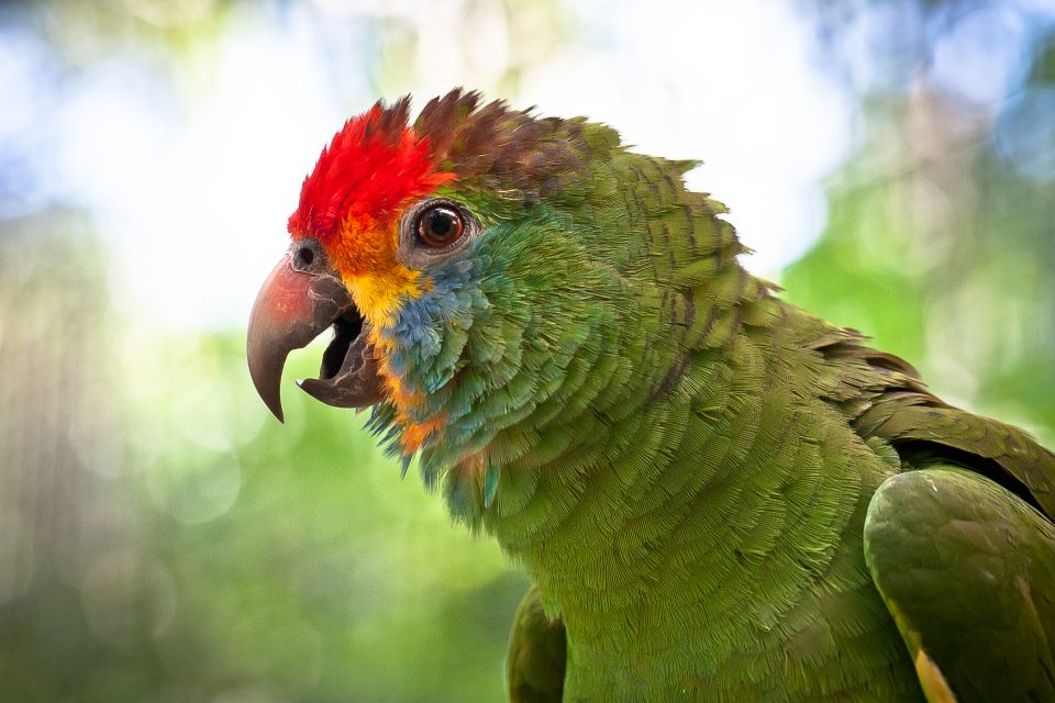 Aves da Mata Atlântica, novo foco do Parque das Aves