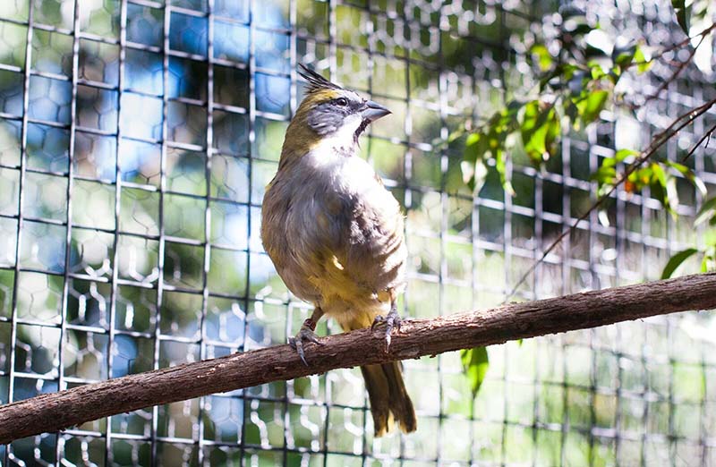 Mais 16 cardeais-amarelos, ave em perigo de extinção, chegam ao Parque das Aves