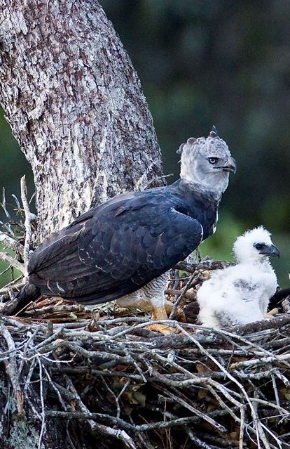 Parque das Aves na Expedição Espírito Santo: harpias à vista