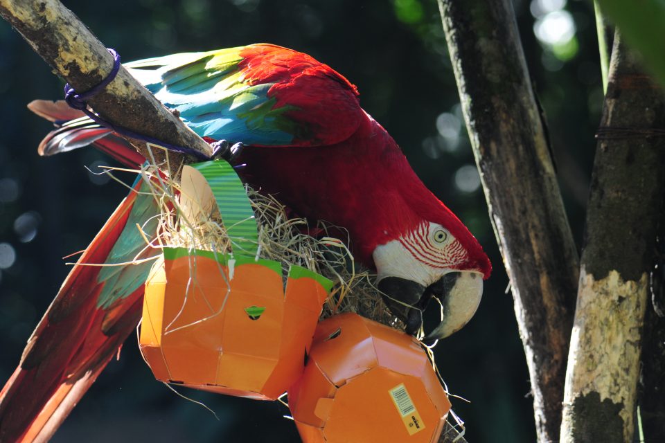 O Halloween chegou ao Parque das Aves!