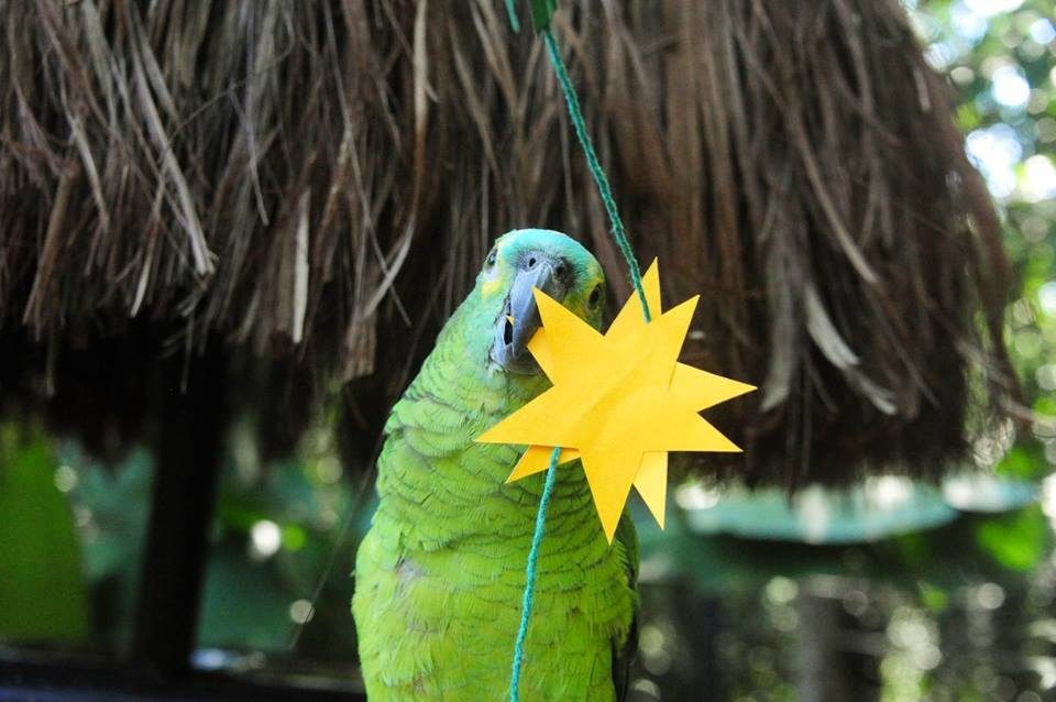 Parque das Aves celebra o Natal das Aves junto com os visitantes