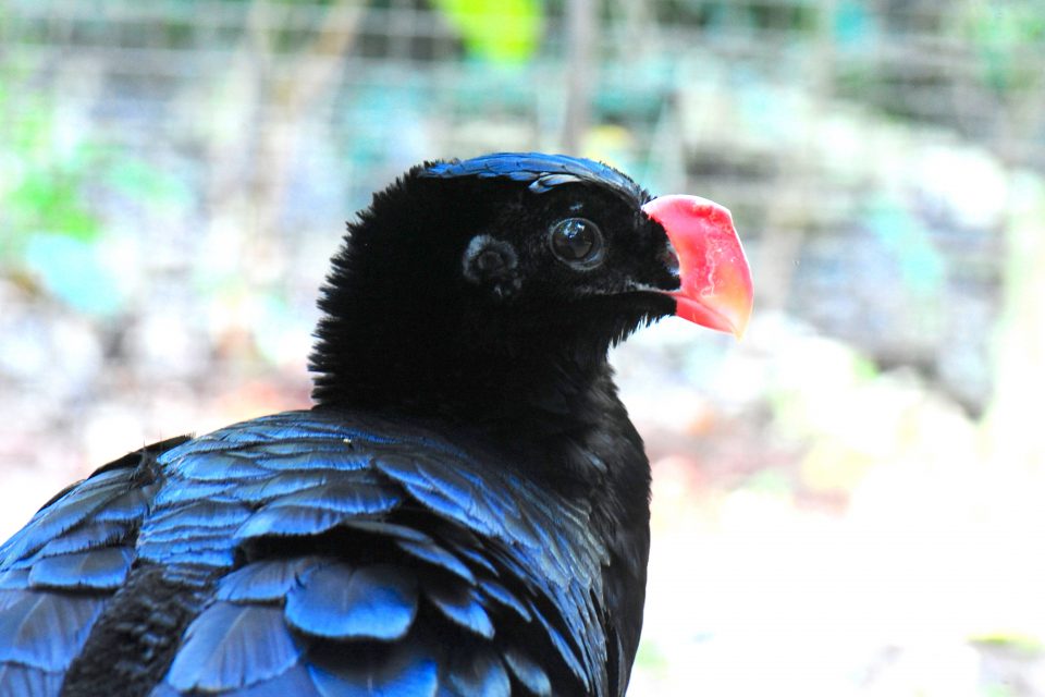 Parque das Aves é primeiro zoológico no mundo a trazer ave extinta na natureza para perto do público