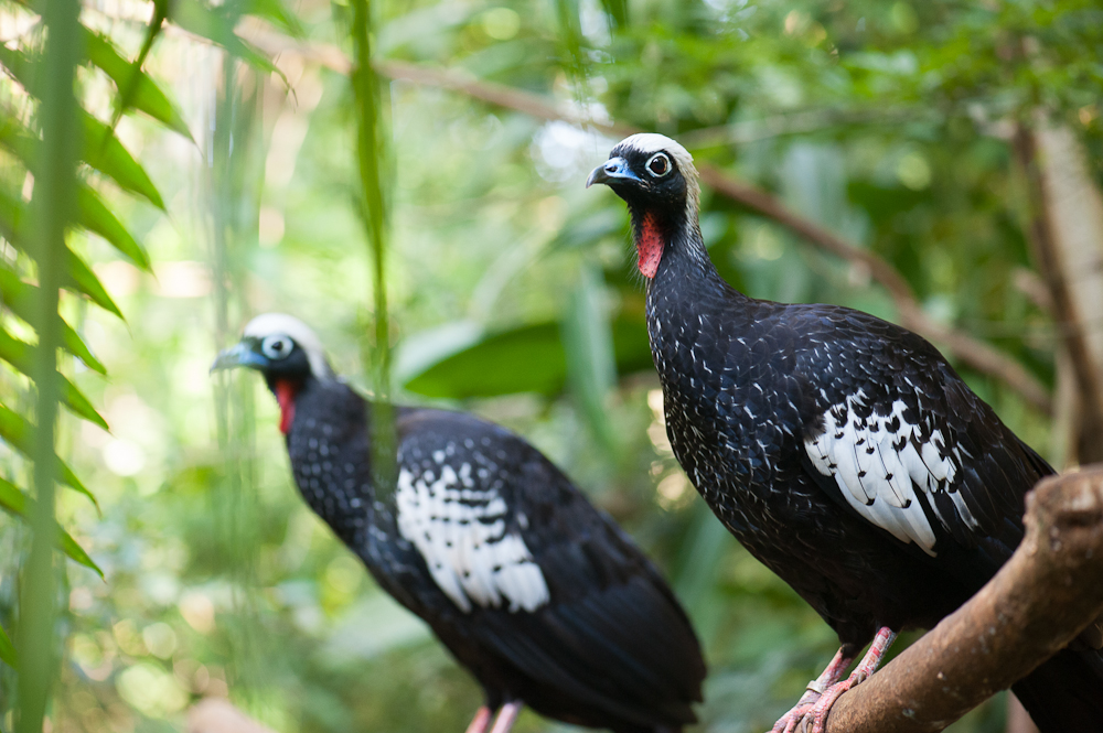 Duas jacutingas (Aburria jacutinga) pousadas em um galho em meio à vegetação densa da Mata Atlântica. Suas plumagens são predominantemente pretas com detalhes brancos nas asas, e apresentam uma característica mancha vermelha na região do pescoço.