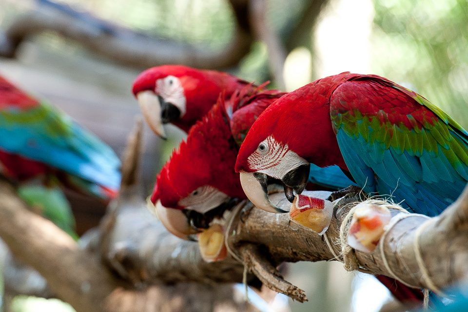 Parque das Aves lança exposição sobre bem-estar animal em comemoração à Páscoa