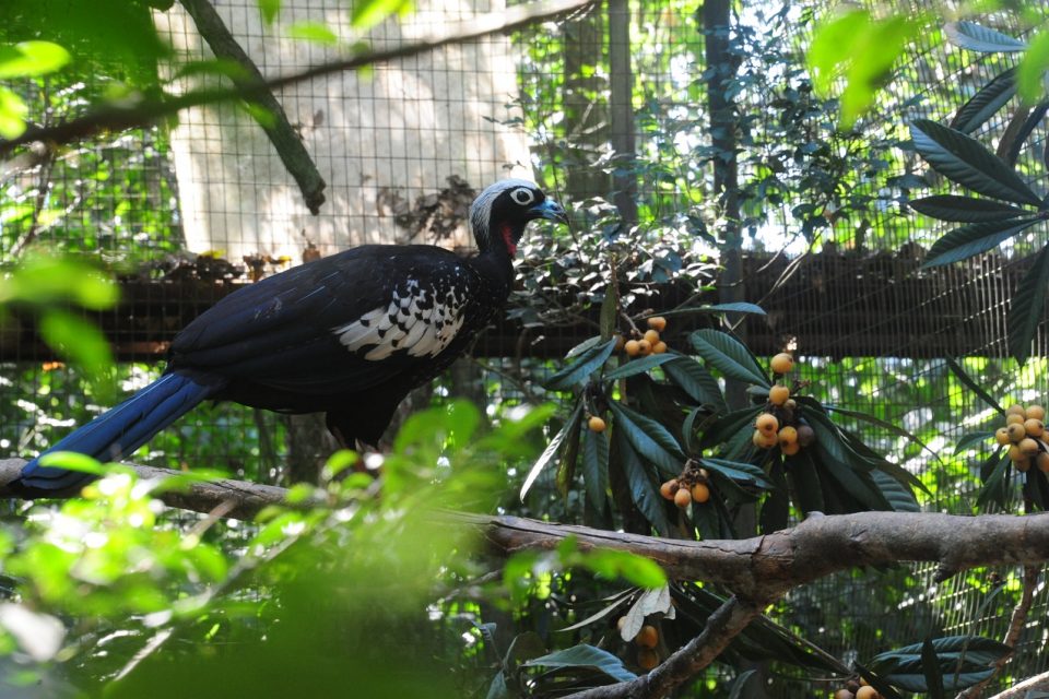 Tingo e Mac, jacutingas nascidas no Parque das Aves, são reintroduzidas na Serra do Mar, SP