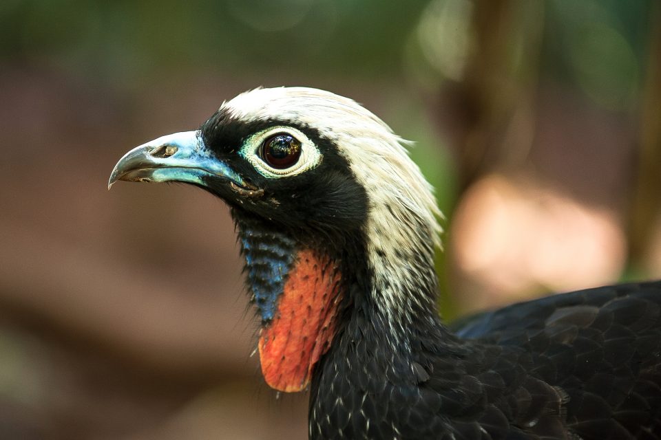 Jacutinga Mimi é reintroduzida na Serra da Mantiqueira, SP