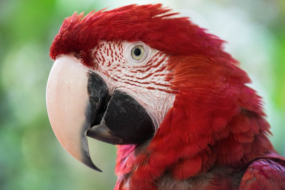 Últimos dias da programação de férias do Parque das Aves