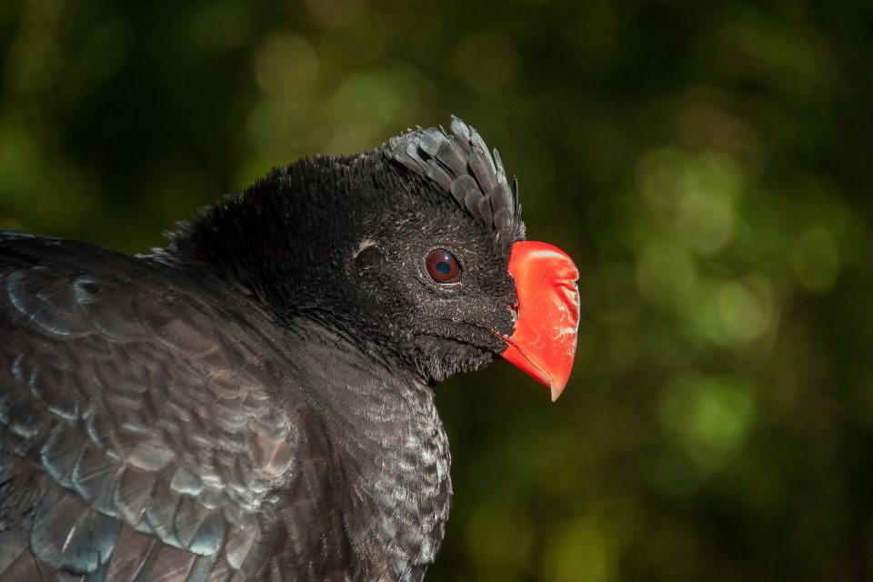 Importância dos zoológicos para a conservação